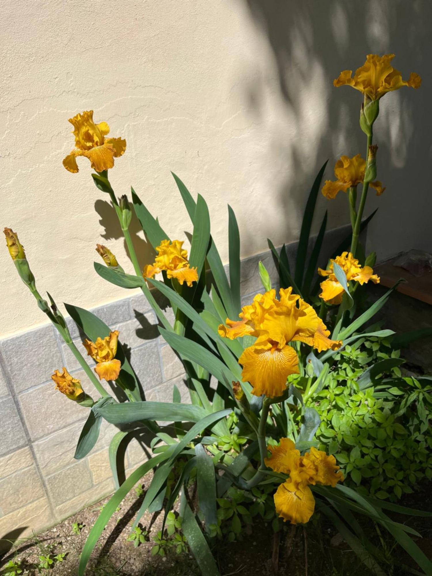 Dalu Florence Apartment Davide - Private Car Park 15 Minutes To The City Center Bagian luar foto
